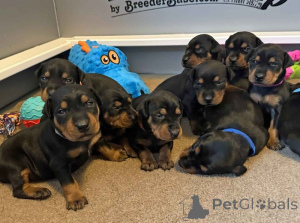 Zdjęcie №2 do zapowiedźy № 137492 na sprzedaż   - wkupić się Szwajcaria prywatne ogłoszenie