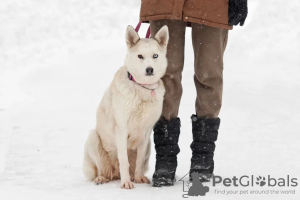 Zdjęcie №1. pies nierasowy - na sprzedaż w Москва | Bezpłatny | Zapowiedź №82812