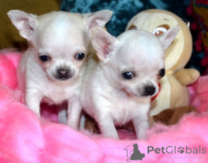 Zdjęcie №1. chihuahua (rasa psów) - na sprzedaż w Getafe | negocjowane | Zapowiedź №169885