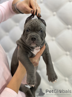 Zdjęcie №3. Szczenięta American Bully. Mołdawia