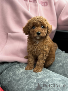 Zdjęcie №3. Poznaj Milo, maleńką wiązkę radości, która wypełnia każdy dzień uśmiechami,. Holandia