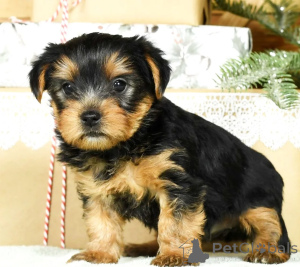 Zdjęcie №1. yorkshire terrier - na sprzedaż w Mediolan | negocjowane | Zapowiedź №158208