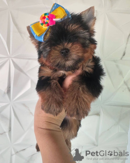 Zdjęcie №2 do zapowiedźy № 132210 na sprzedaż  pies nierasowy - wkupić się Hiszpania prywatne ogłoszenie