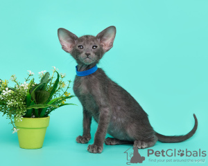 Zdjęcie №3. Koty orientalne. Federacja Rosyjska