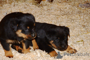 Zdjęcie №3. Piękne Rottweilers.. USA