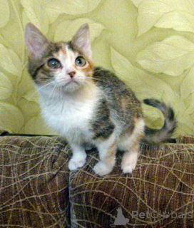 Zdjęcie №3. Suczka Iriska szuka domu!. Federacja Rosyjska