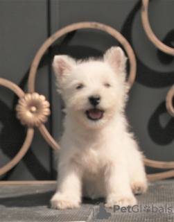 Dodatkowe zdjęcia: suczka szczeniaka west highland white terrier