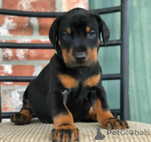 Zdjęcie №1. doberman - na sprzedaż w Tallinn | negocjowane | Zapowiedź №138899