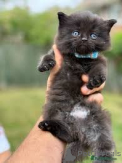 Zdjęcie №4. Sprzedam munchkin w Wiedeń. prywatne ogłoszenie, hodowca - cena - 2392zł