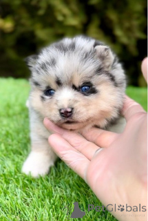 Zdjęcie №4. Sprzedam otterhound w Belgrad.  - cena - negocjowane