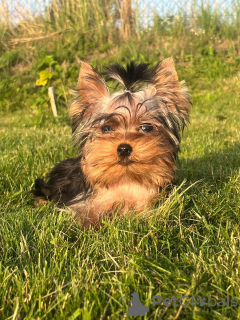 Zdjęcie №1. yorkshire terrier - na sprzedaż w Dyneburg | 2773zł | Zapowiedź №113894