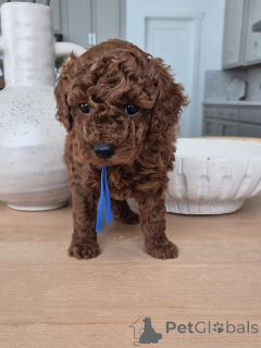 Zdjęcie №1. pudel (zabawka) - na sprzedaż w Albi | negocjowane | Zapowiedź №167157