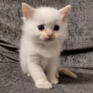 Zdjęcie №2 do zapowiedźy № 167243 na sprzedaż  ragdoll - wkupić się Niemcy prywatne ogłoszenie