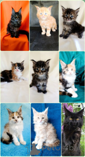 Zdjęcie №1. maine coon - na sprzedaż w Rzeka Moskwa | 3867zł | Zapowiedź № 169055