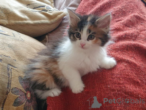Zdjęcie №1. maine coon - na sprzedaż w Täby | 4784zł | Zapowiedź № 168488