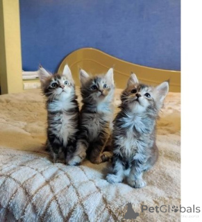 Zdjęcie №1. maine coon - na sprzedaż w Pinging | 1674zł | Zapowiedź № 149731