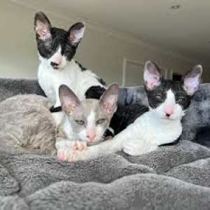 Zdjęcie №1. kot cornish rex - na sprzedaż w Helsinki | 2392zł | Zapowiedź № 166327