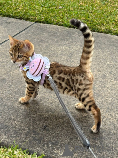 Zdjęcie №1. kot bengalski - na sprzedaż w Bienne | 3588zł | Zapowiedź № 152713