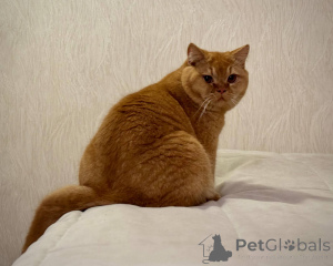 Zdjęcie №2 do zapowiedźy № 165881 na sprzedaż  kot brytyjski krótkowłosy - wkupić się Holandia hodowca