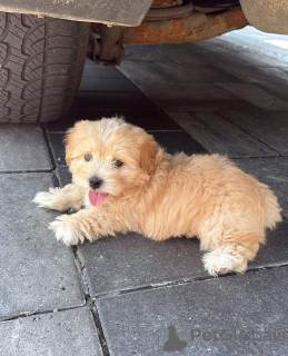 Zdjęcie №1.  - na sprzedaż w Indiana | 3012zł | Zapowiedź №161562