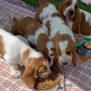 Zdjęcie №1. basset hound - na sprzedaż w Rosenheim | 2392zł | Zapowiedź №130441