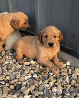 Zdjęcie №1. golden retriever - na sprzedaż w Berlin | Bezpłatny | Zapowiedź №125192