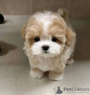 Zdjęcie №2 do zapowiedźy № 133930 na sprzedaż  pudel (royal) - wkupić się USA 