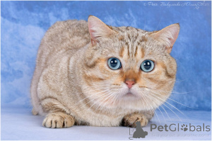 Zdjęcie №1. Usługi krycia - rasa: munchkin krótkowłosy. Cena - 0zł