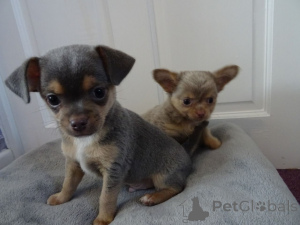 Zdjęcie №3. Szczenięta Chihuahua. Szwecja