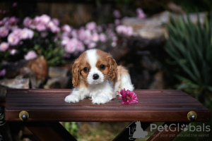 Zdjęcie №4. Sprzedam cavalier king charles spaniel w Brest. od żłobka - cena - 3767zł