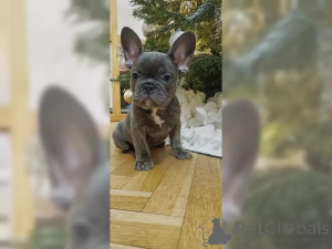 Zdjęcie №1. buldog francuski - na sprzedaż w Berno | 2870zł | Zapowiedź №137201