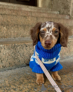 Zdjęcie №3. Sprzedam śliczne urocze szczenięta jamnika skontaktuj się z firmą WhatsApp. Niemcy