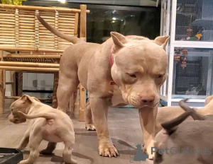 Zdjęcie №3. American Bully Szczenięta na sprzedaż. Niemcy