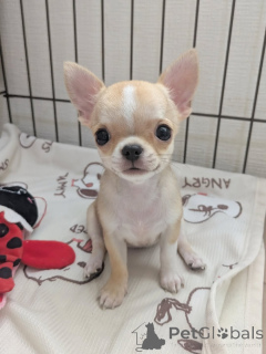 Zdjęcie №1. chihuahua (rasa psów) - na sprzedaż w Helsinki | 2392zł | Zapowiedź №163639