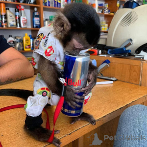 Zdjęcie №4. Sprzedam  w Freiburg.  - cena - 4634zł