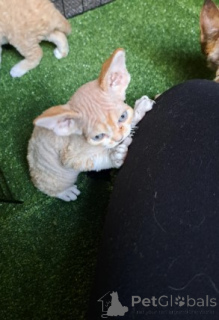 Zdjęcie №4. Sprzedam devon rex w Hamburg. hodowca - cena - negocjowane