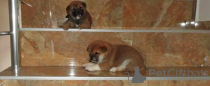 Zdjęcie №3. Najwyższej klasy szczenięta rasy Shiba Inu. Serbia