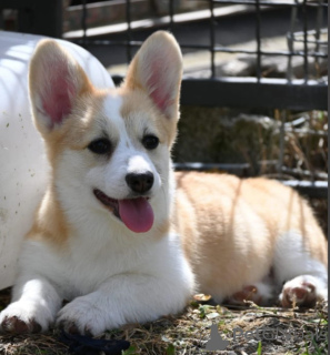Zdjęcie №3. Welsh Corgi/Welsh Corgi Pembroke. Serbia
