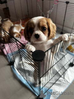 Zdjęcie №2 do zapowiedźy № 160299 na sprzedaż  cocker spaniel amerykański - wkupić się Finlandia prywatne ogłoszenie