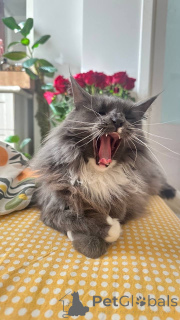 Zdjęcie №4. Sprzedam  w Москва.  - cena - Bezpłatny