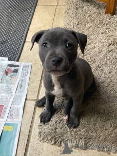 Zdjęcie №4. Sprzedam staffordshire bull terrier w Monachium. hodowca - cena - negocjowane
