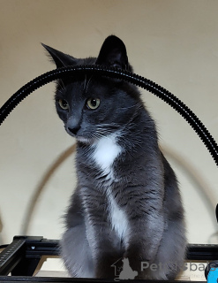 Zdjęcie №2 do zapowiedźy № 157489 na sprzedaż   - wkupić się Białoruś prywatne ogłoszenie