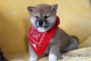 Zdjęcie №1. shiba - na sprzedaż w Antwerpia | negocjowane | Zapowiedź №169671