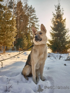 Zdjęcie №2 do zapowiedźy № 139028 na sprzedaż  pies nierasowy - wkupić się Federacja Rosyjska 