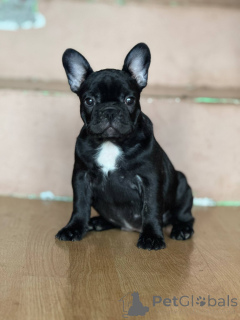 Zdjęcie №3. Buldog Francuski Piękne Szczenięta. Serbia