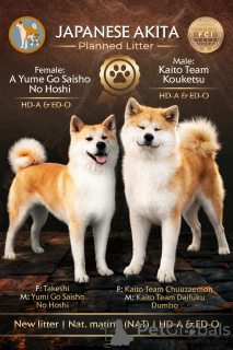 Zdjęcie №1. akita (rasa psa) - na sprzedaż w Kruševac | 4784zł | Zapowiedź №69446