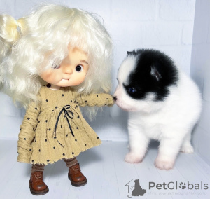 Zdjęcie №4. Sprzedam  w Krasnodar. od żłobka, hodowca - cena - 11959zł