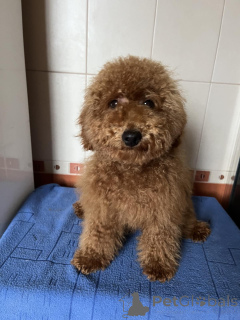 Zdjęcie №1. pudel (zabawka) - na sprzedaż w Kijów | 7175zł | Zapowiedź №156646