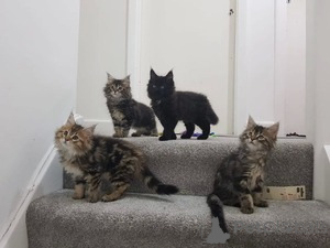 Zdjęcie №1. maine coon - na sprzedaż w Antwerpia | Bezpłatny | Zapowiedź № 154168