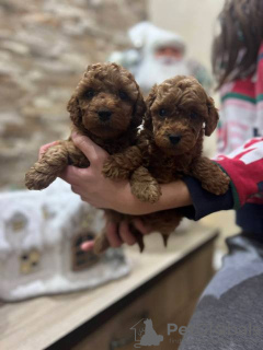 Zdjęcie №4. Sprzedam pudel (krasnolud) w Inđija.  - cena - negocjowane